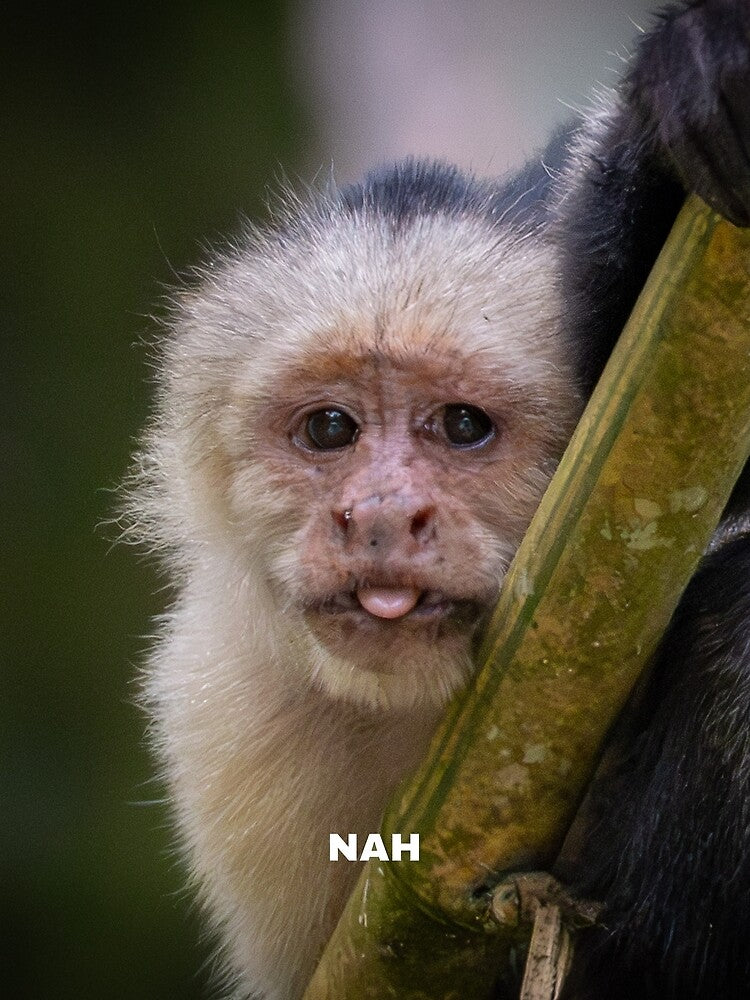 Nah Monkey Meme – Funny Sassy Reaction Animal by WildFrameNature