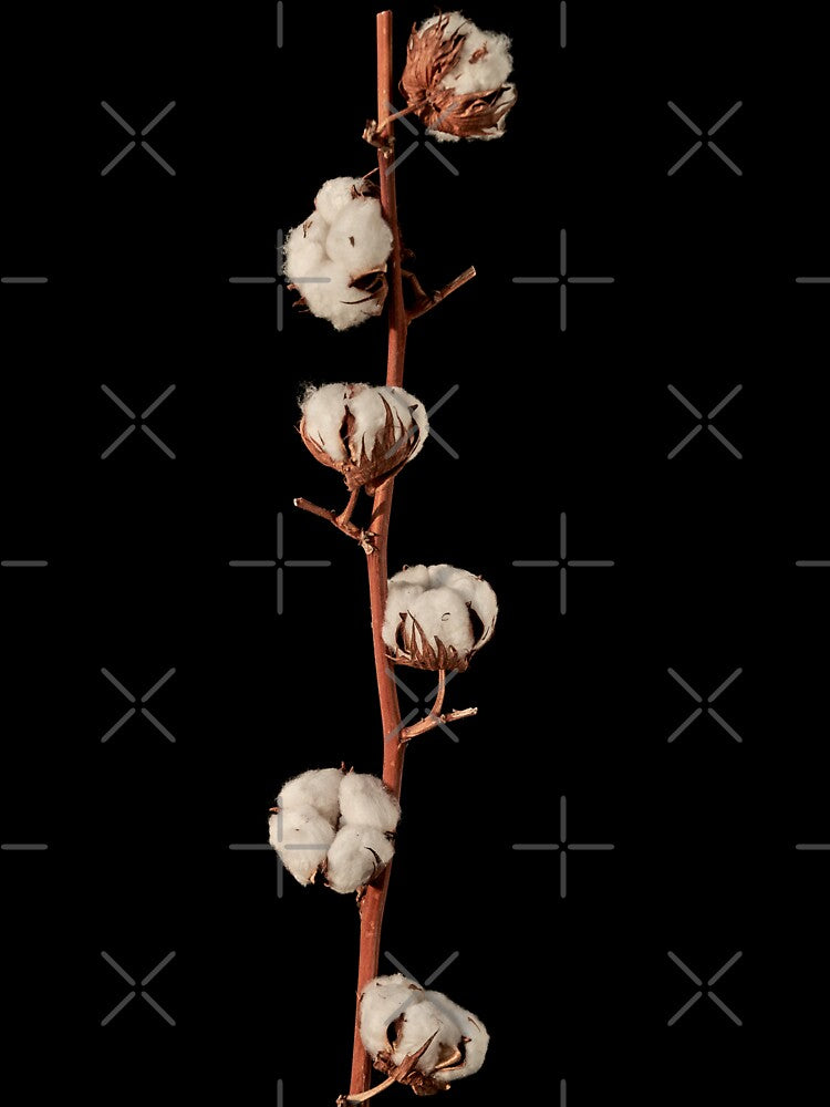 cotton sprig by IgorKovalenko