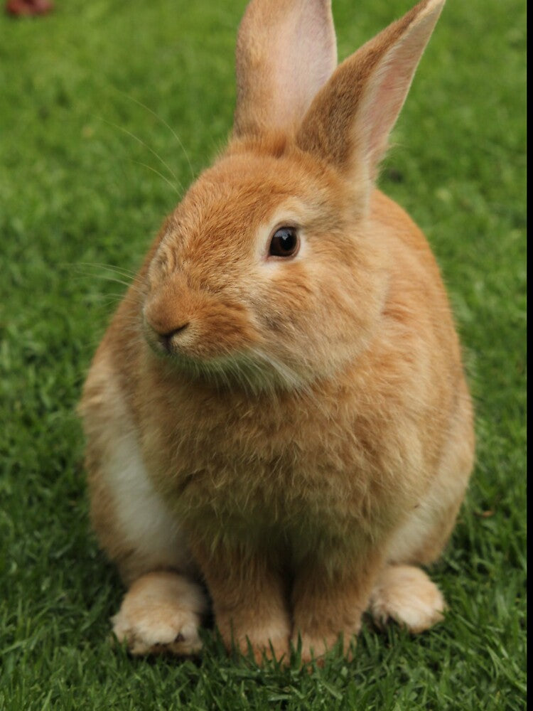 SUZY WABBIT by CUTESTUFFnow