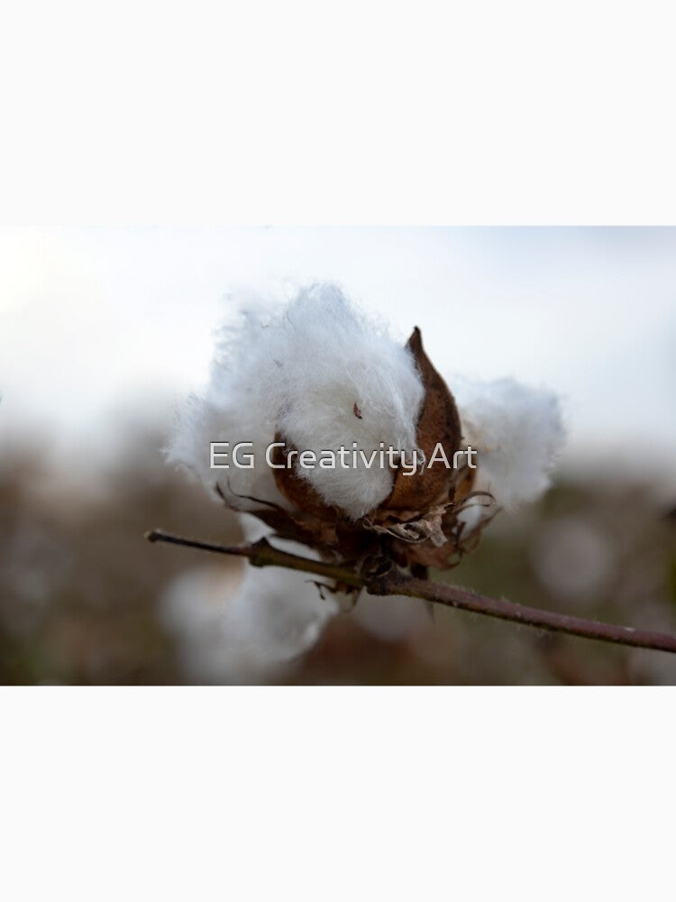 White fluff cotton plants on a blurred background close-up. Greece by EG Creativity Art