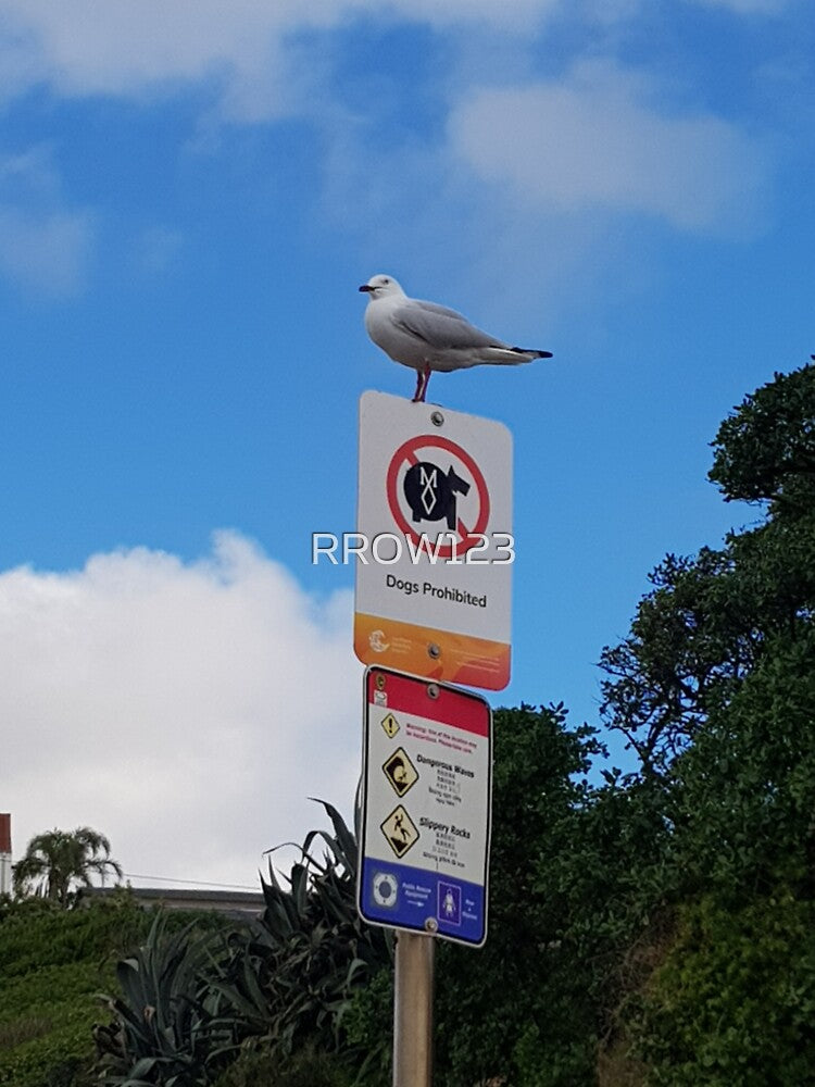 Seagull on sign by RROW123