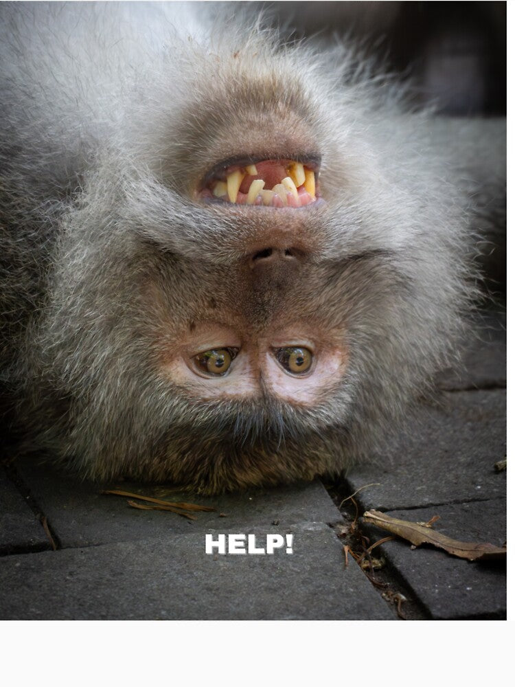Help! Confused Monkey Meme – Funny Relatable Animal Panic Mood by WildFrameNature