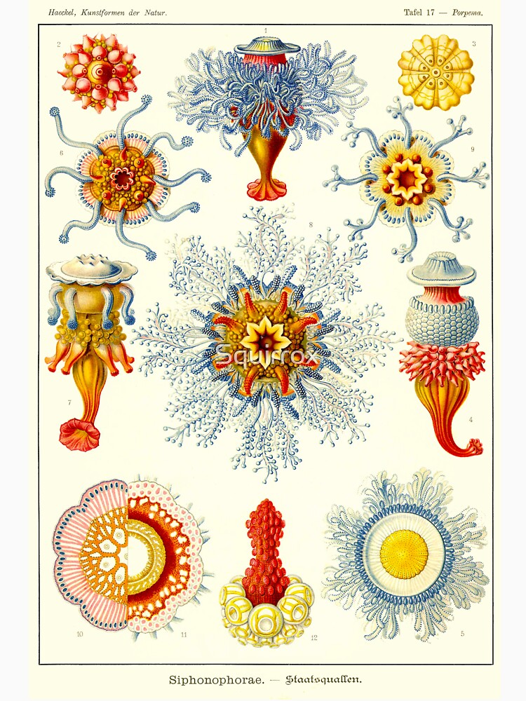 Plate 17. Siphonophores, colonial marine invertebrates that can superficially resemble jellyfish by Squirrox