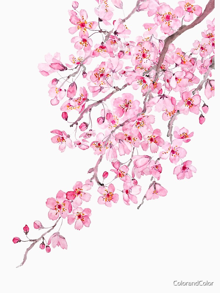 hand painted hand painted pink cherry blossom watercolor 2020 by ColorandColor