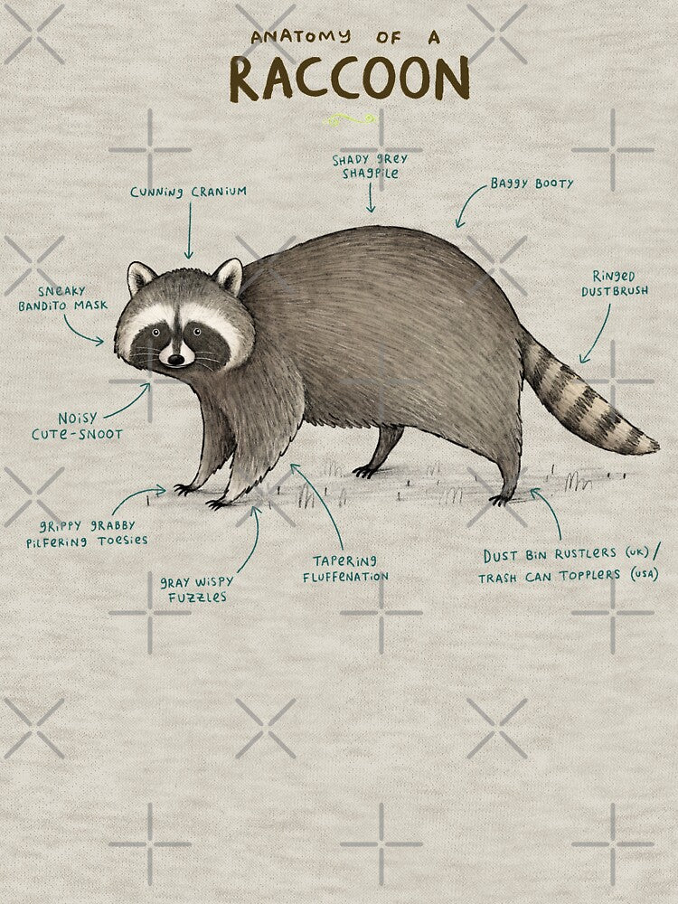 Anatomy of a Raccoon by SophieCorrigan